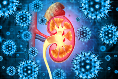 Kidney disease on medical background. 3d illustration